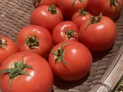 朝採り新鮮！果汁たっぷり！弾ける食感！　赤採り　大玉トマト１kg　みそら　農薬化学肥料不使用