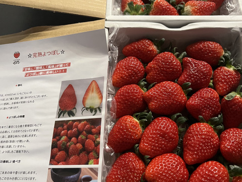 完熟よつぼし☆（ご家庭用・約530g×2箱）