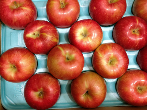 甘くて美味い！シナノスイート　長野県産　ご家庭用　約5kg(10個〜20個)