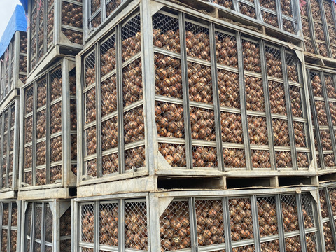 《北海道産》(札幌黄系)玉ねぎ