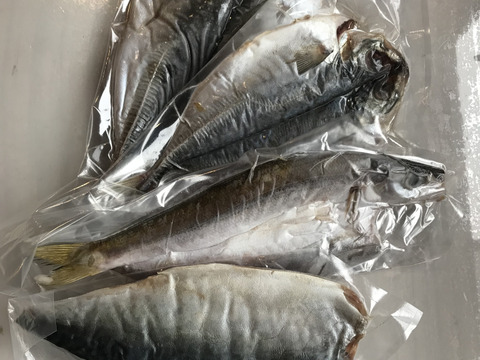鯵 鯖 カマスの人気セット 保冷袋発送で送料お得に 福岡県産 食べチョク 農家 漁師の産直ネット通販 旬の食材を生産者直送