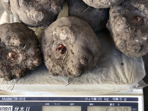 令和7年茨城県大子産こんにゃく芋 ふるさとの味生芋こんにゃく作り