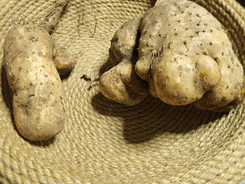 【大豊作】粘りが強く味が濃い大和芋　
畑で冬を越して味が濃くなっています
5kg
