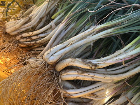 【沖縄 伊江島特産】島らっきょう 3kg