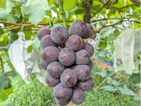 家庭用大粒ぶどうおまかせセット