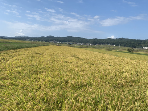令和7年新米！！『魚沼産コシヒカリ』15キロ（玄米）‼️