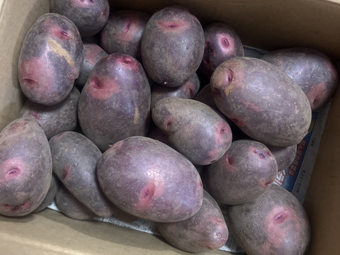 2026年1月掘りたて！【グラウンドペチカ】デストロイヤー（2kg）