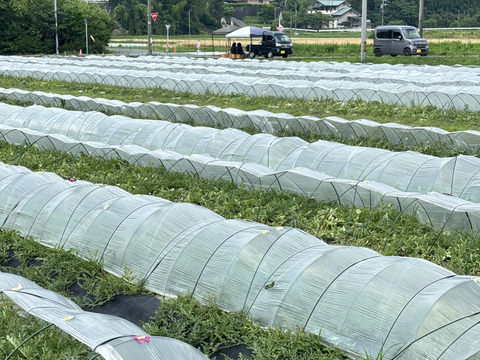 朝採り 羅皇ザ・スウィート すいか【家庭用・訳あり】福岡県朝倉産 ※糖度約11.5度以上の希少品