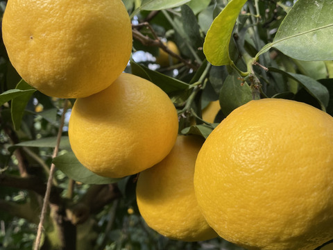 白い皮が美味しい日向夏(たねなし)