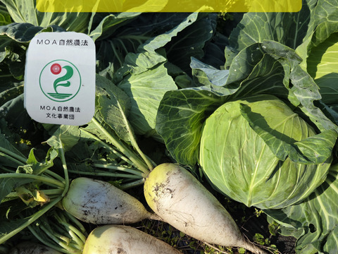 セール！キャベツ×ミニ大根【多め】3キロ前後：青森県産の野菜セット