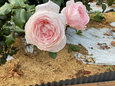 JAS認証栽培のバラを使用！香り豊かな白バラフルールソース(80g)   熨斗対応可