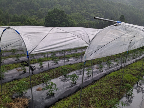 [全て自然栽培]甘い中玉トマト+ミニトマト+甘酸っぱいフルーツほおずきセット