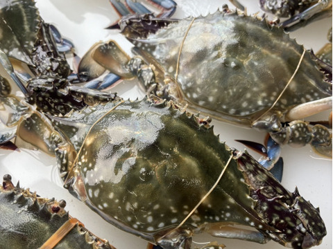 【浜名湖産】茹で湖宝蟹(本渡り蟹)１杯約200～500ℊ詰め合わせて1kg