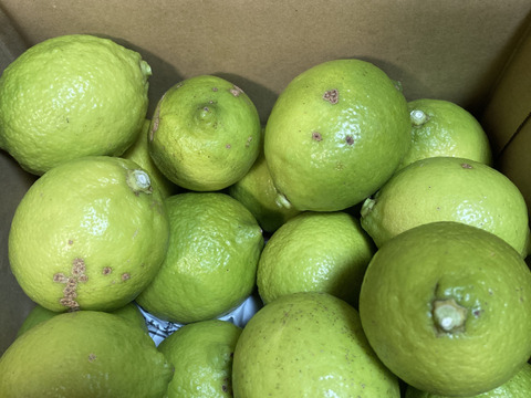 【自然栽培レモン】2㎏-農薬不使用/無肥料/無除草剤