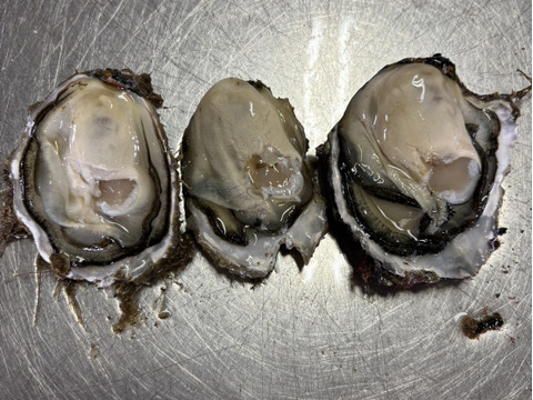 【お得品】一口サイズ海峡牡蠣（２.5kg）