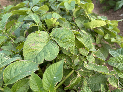 ほくほく新じゃがいも　10キロ