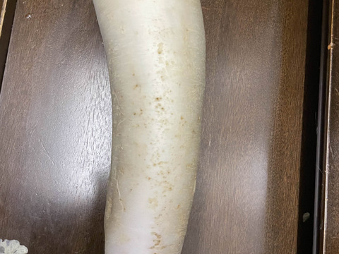【規格外】肉質が緻密で純白!味が染みやすい三太郎大根（5kg）