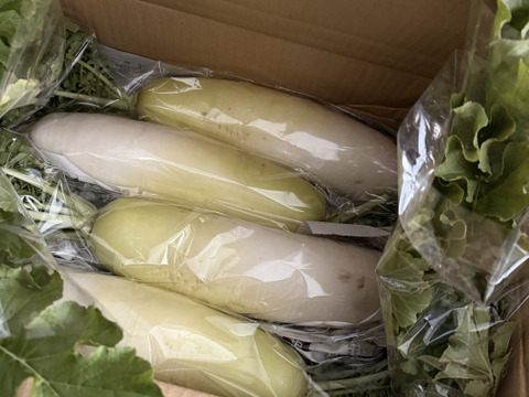 【栽培期間中農薬不使用】甘味が増した青首大根4kg以上（4～５本）