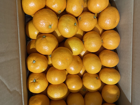 感動のみかん！防腐剤不使用S~Mサイズ5kg とみ子ばぁばの有田みかん＜有田産>【夜市限定】