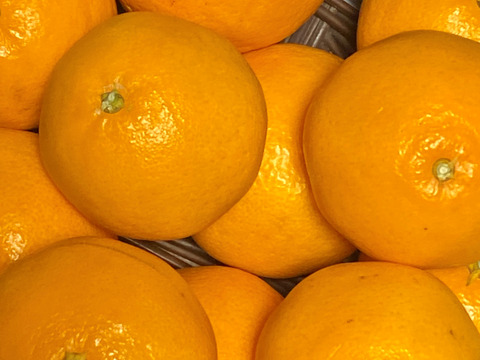 【数量限定☆🎁】甘さいっぱい！プチプチ新食感！はるみ２㎏🍊