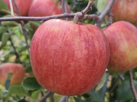 【初物】長野県 信州安曇野産 夏りんご サンつがる 3kg(9～12玉) 贈答用  "シャキッとジューシー" ジュースやスムージーにも最適