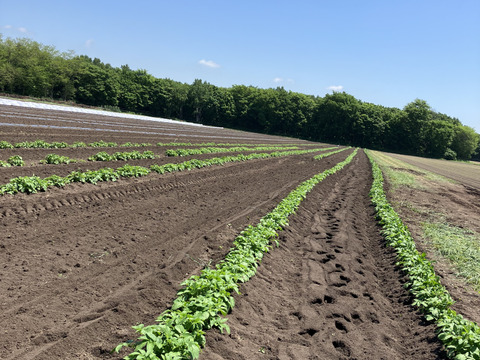 農薬化学肥料除草剤不使用🥔北海道産🥔新物インカのめざめ10kg