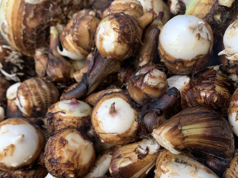 福来る！冬野菜もりもりセット！１０袋入り【ゲン担ぎ福袋】