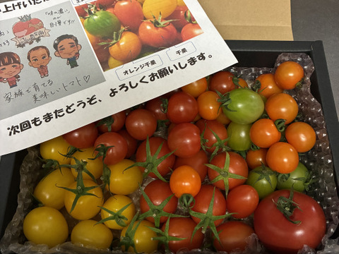 カラフルで甘いミニトマトの【おまかせ】詰め合わせセット（１ｋｇ） 新鮮配送！ 完熟ツヤツヤ！魔法の美味しさ！