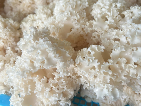 【食感の衝撃】まだ知らないの？幻のきのこ「生ハナビラタケ」お試し80ｇ5袋。プリ・コリ食感がクセになる！信州産