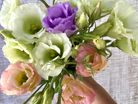 【トルコキキョウ10本】Fresh！朝どり出荷！トルコキキョウはふちがフリルのような花びらが美しいお花。ガラスの花瓶に飾ってエレガントな花生活を楽しんで！