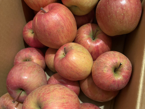 12月より発送【ご家庭用訳あり！】樹上完熟！！サンふじ(5kg)