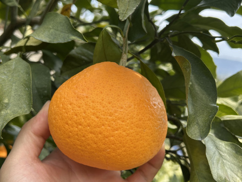 【今が旬】果汁たっぷり和歌山県産清見オレンジ！訳あり4kg