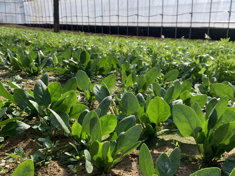 数量限定！しめじ2袋＋ほうれん草150ｇ×5袋　熨斗対応可