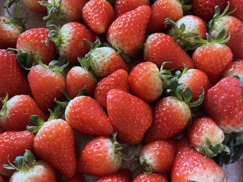 生の風味をお届け。気にしない方限定🍓バラ詰苺BOX（約1000g）大きさ形が不揃いです