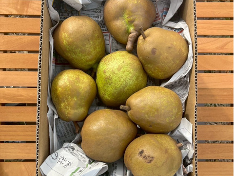 甘さと香り爽やかな★とろける　♦ラ・フランス♦　ご家庭用　約５ｋｇ（１２～２５玉）