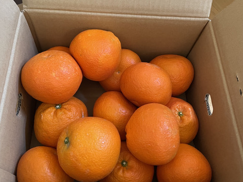 そら伊予柑【癒される香り】愛媛産 伊予柑 訳あり 4kg