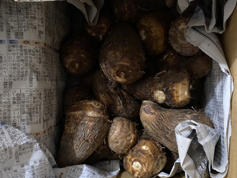 【野菜ソムリエサミット銀賞受賞】絶品！とろける里芋【とろりん】1.8kg土付き