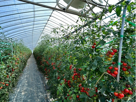 【訳あり品】ご家庭用に！ミニトマト『ほれまる』2kg【発送7月中旬～】