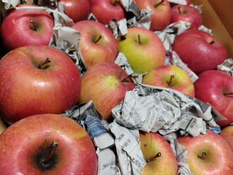 サンふじ★超お得!!加工用★無肥料.農薬節約30%〜.除草剤.摘果剤.摘葉剤不使用★【5kg】加工用/りんご