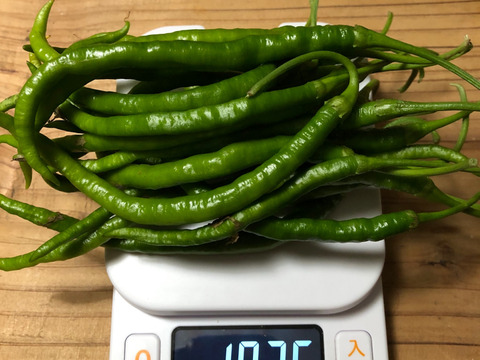 今期最終販売終了【農薬・化学肥料不使用栽培】　青森県産　青唐辛子"ひもとうがらし" ６００ｇ