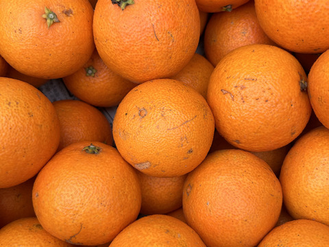 （訳あり）シュガーファームサイズミックス まどんな5kg【冬ギフト】