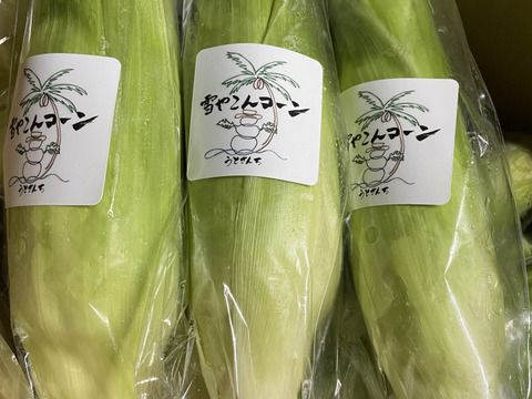 糖度20度超え!白いとうもろこし「雪やこんコーン」【16本入り】