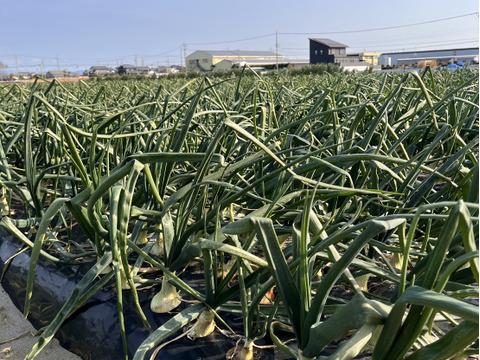 甘み濃厚！浜松産フレッシュ新玉ねぎ2㎏