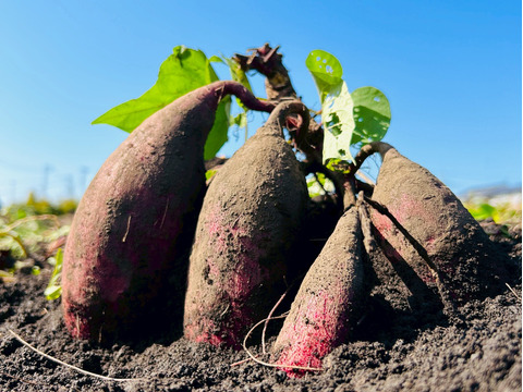 干し芋「おいもの秘蜜」130g×3袋セット