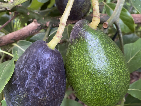 国産アボカド「メキシコーラ」4個：大分県産のメキシコーラ