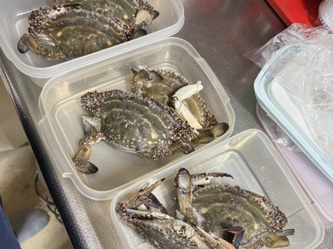 日間賀島産【内子，身入り極個体】
カンジャンケジャン用
《ワタリガニ》※100%ストック無し
採れた日に急速冷凍して発送致します。