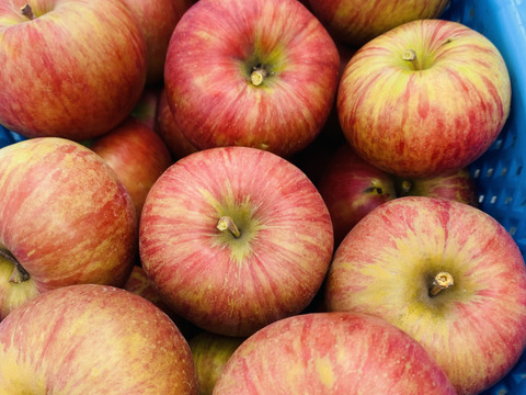 甘い夏りんごですよー！サンつがる 3キロ箱 6玉〜15玉サイズ商品ID44867 長野県 信州 安曇野 リンゴ 幻 幻のリンゴ 予約 希少 旬