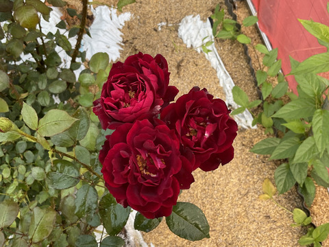 JAS認証栽培のバラを使用！香り豊かな赤バラフルールソース(80g)