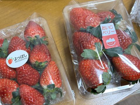 【おまかせ食べ比べ】いちごサイズおまかせ2パック 【よつぼし】【おいCベリー】【やよいひめ】から収穫開始次第、2品種をサイズは、おまかせでお届け‼︎ 朝採りをその日のうちに発送します(^^)
