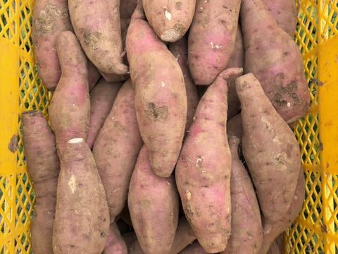 【家庭用】紅はるか｜しっとり甘い島育ちの熟成さつまいも 五島産 3kg